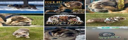 English Bulldog dogs for stud: Blitz&Glitz Stud Service  - Ad 1