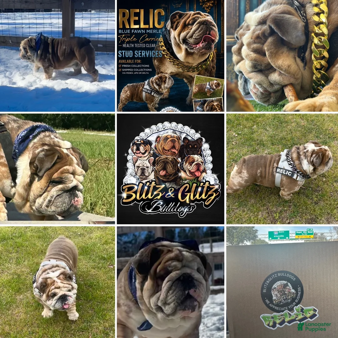 English Bulldog dogs for stud: Blitz&Glitz Stud Service  - Ad 1