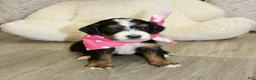Mini Bernedoodle dogs for sale: Brair - Ad 4
