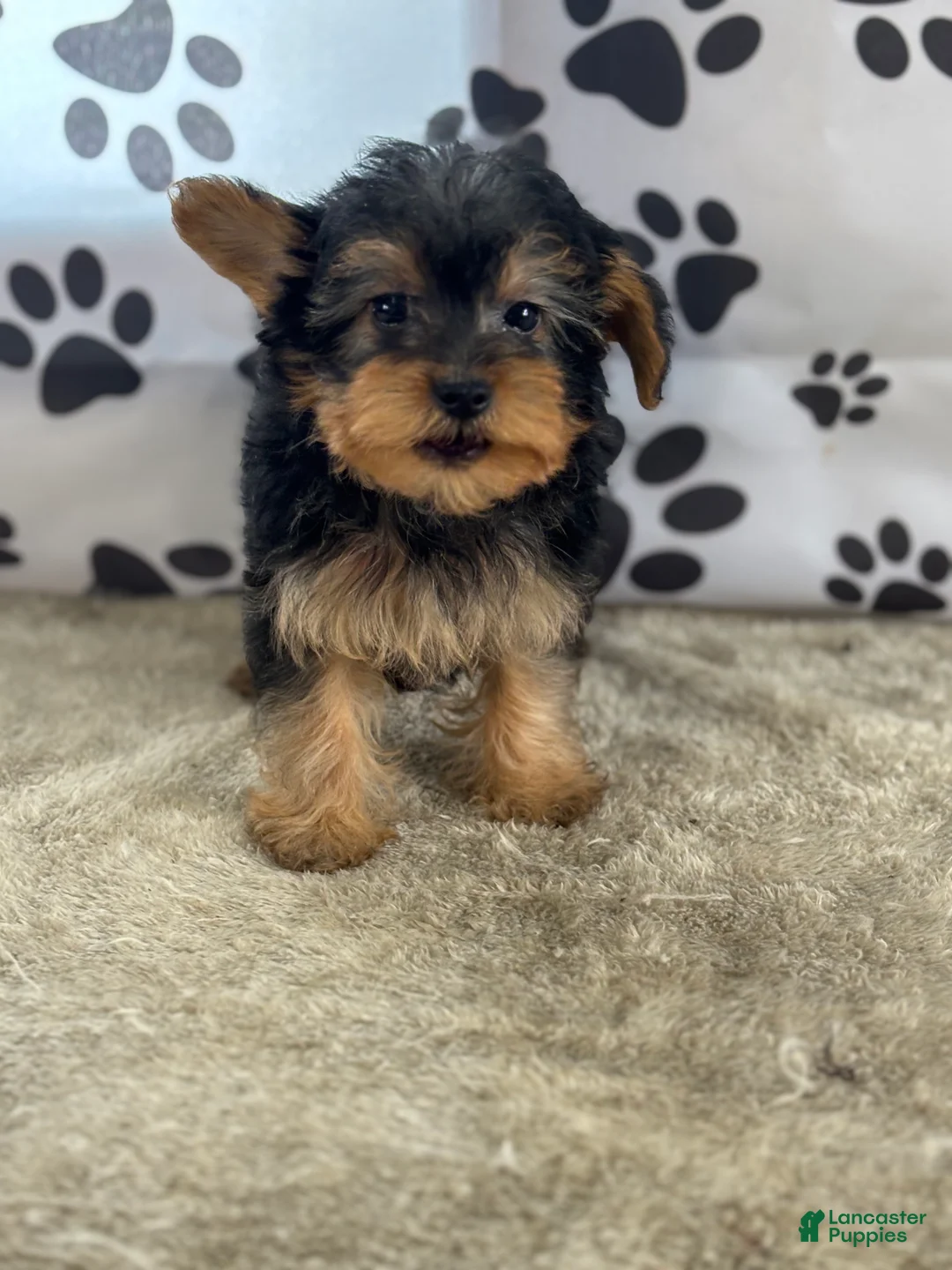 Yorkshire Terrier dogs for sale: Ivan - Ad 2