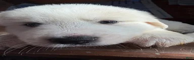 Great Pyrenees 6