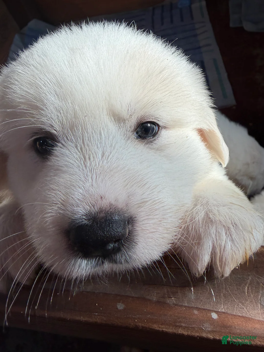 Great Pyrenees dogs for sale: Great Pyrenees 6 - Ad 1