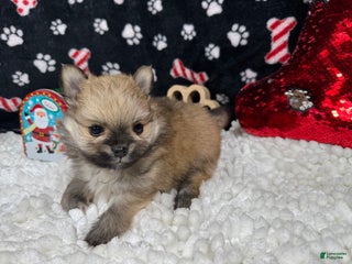 Pomeranian dogs Pomeranian Puppy 2 - Ad 3