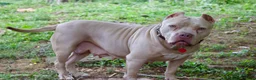 American Bully dogs for sale: Big Momma - Ad 2