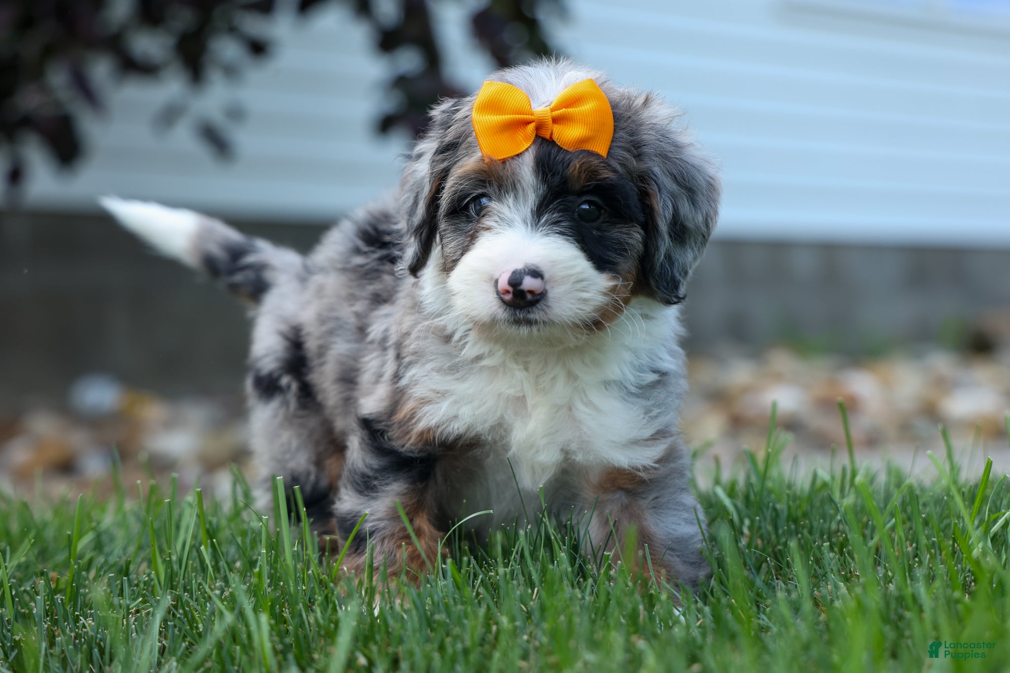 Mini Bernedoodle dogs 🐾 Percy 🐾 - Ad 1
