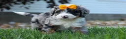 Mini Bernedoodle dogs for sale: 🐾 Percy 🐾 - Ad 3