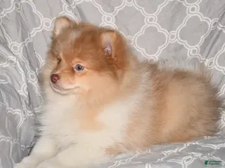 Pomeranian dogs Croissant - Ad 5
