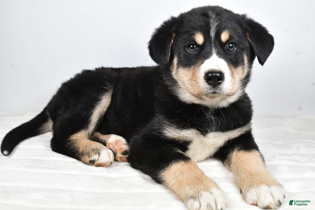 Mixed Breed dogs for sale: Sammy - Ad 7