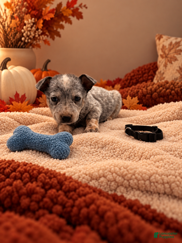 Australian Cattle Dog dogs for sale: Blue - Black collar - Ad 35