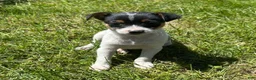 Mixed Breed dogs for sale: Tom - Ad 2