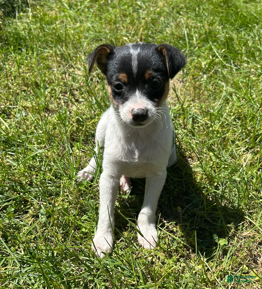 Mixed Breed dogs for sale: Tom - Ad 2