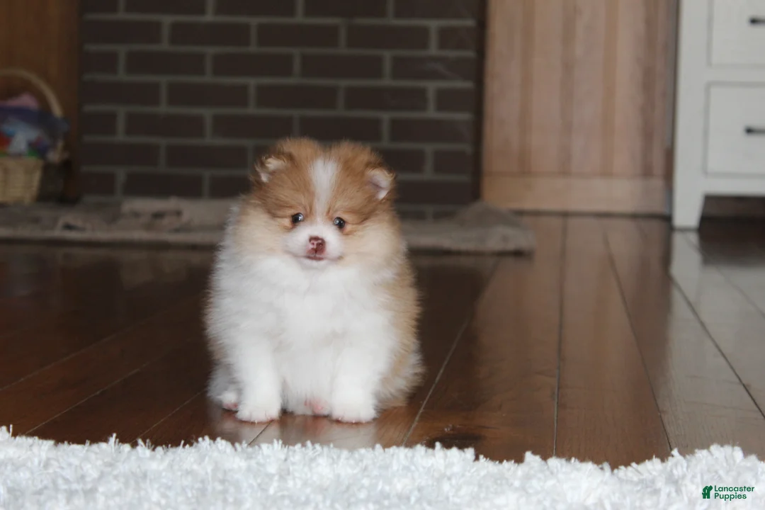 Pomeranian dogs for sale: Kenny - Ad 17