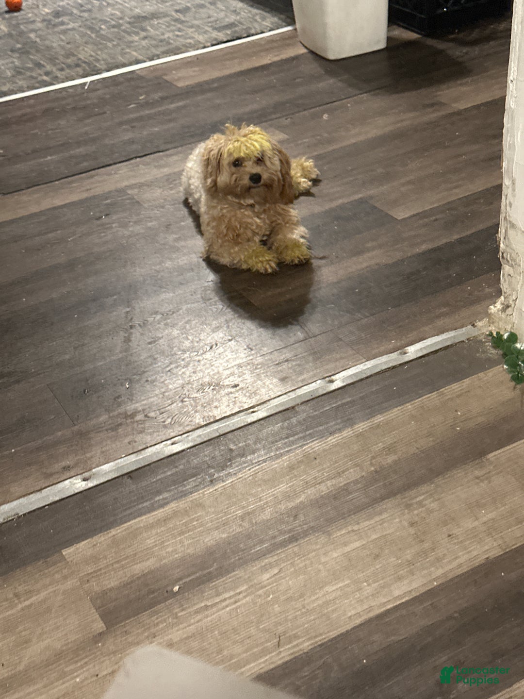 Shihpoo dogs for sale: Shihpoo Puppy 1 - Ad 4