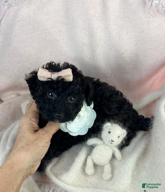 Toy Poodle dogs Pam - Ad 6