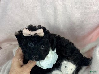 Toy Poodle dogs Pam - Ad 11