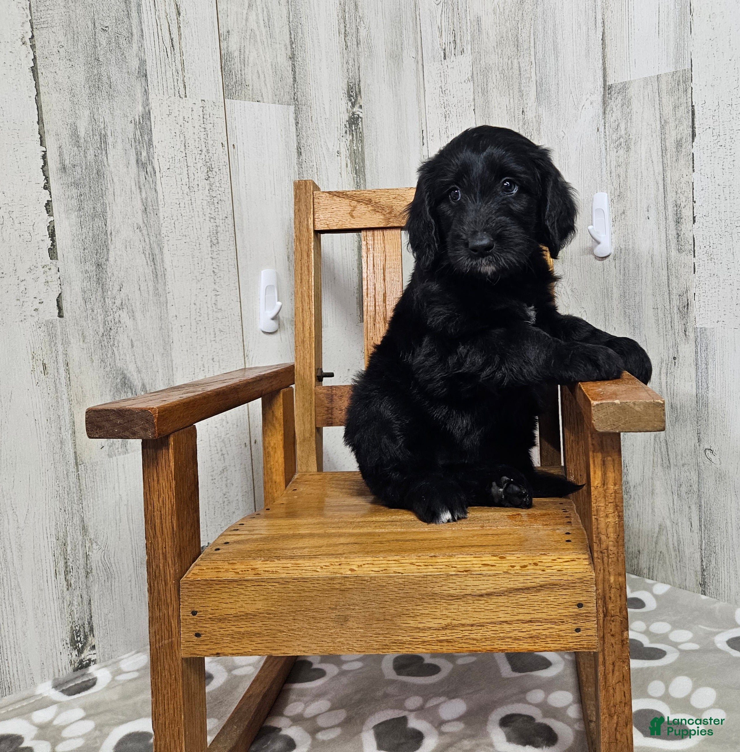 Goldendoodle dogs F1 Crowder - Ad 32