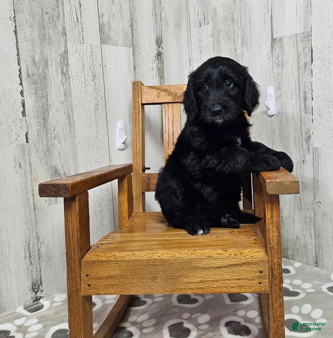 Goldendoodle dogs for sale: F1 Crowder - Ad 1