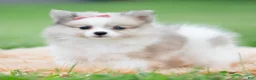 Pomeranian dogs for sale: Rosie - Ad 5