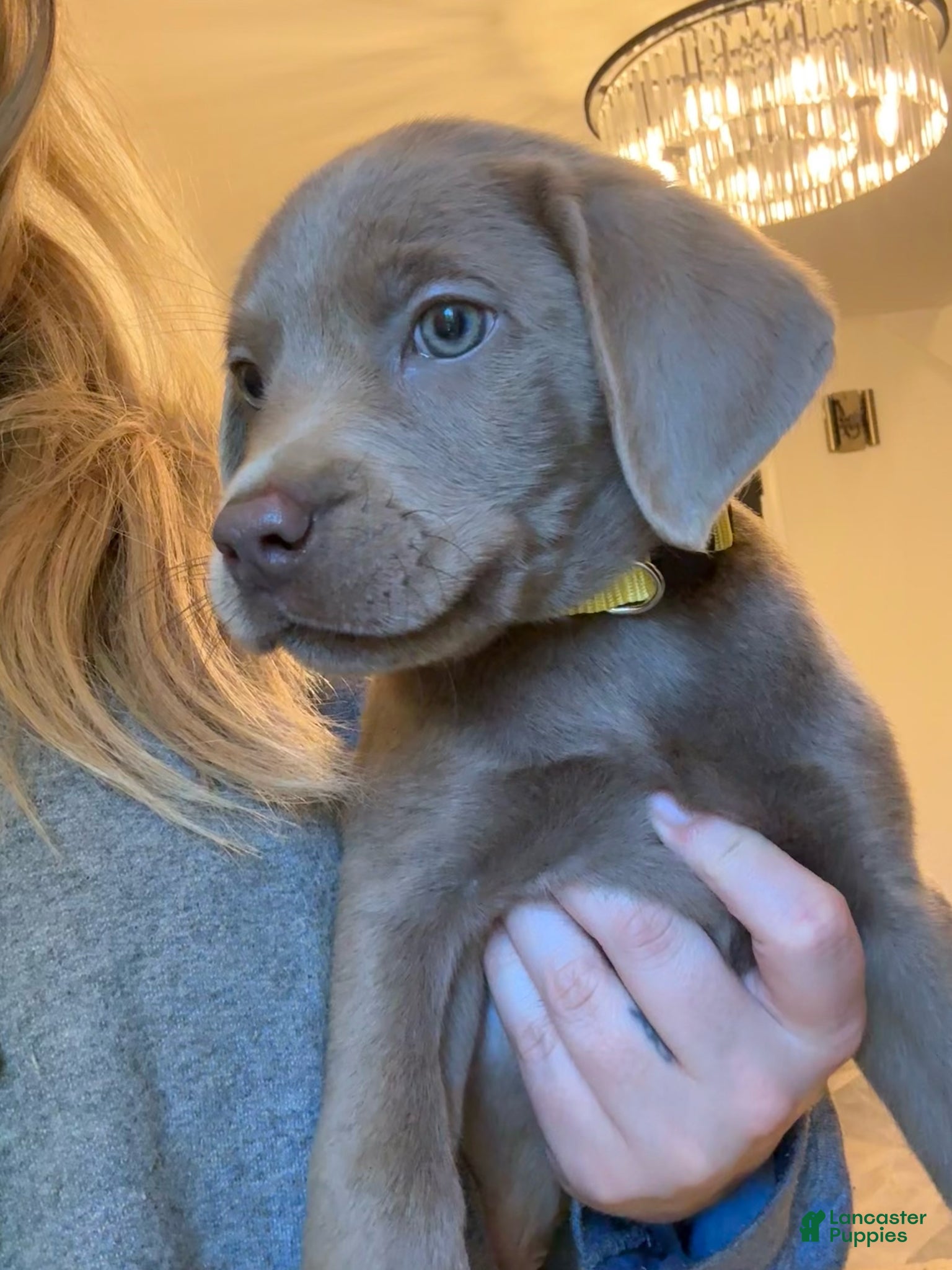 Labrador Retriever dogs Yellow Collar Silver Male Lab Puppy - Ad 1