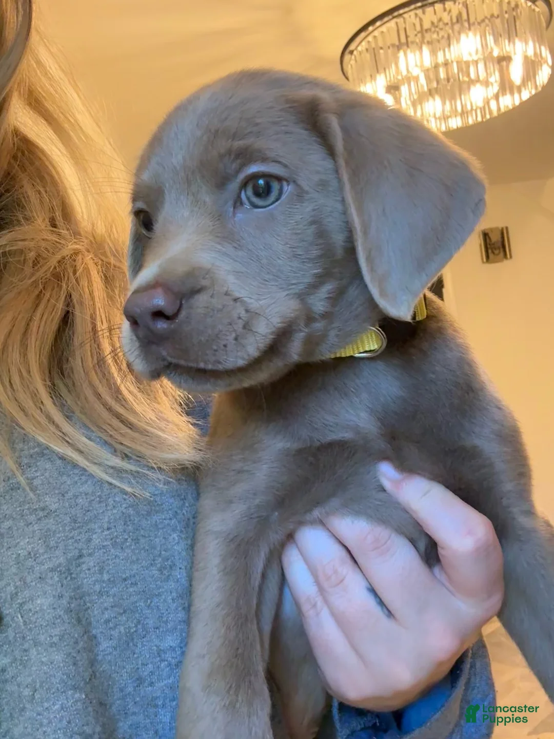 Labrador Retriever dogs for sale: Yellow Collar Silver Male Lab Puppy - Ad 1