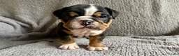 English Bulldog dogs for sale: Oscar - Ad 2