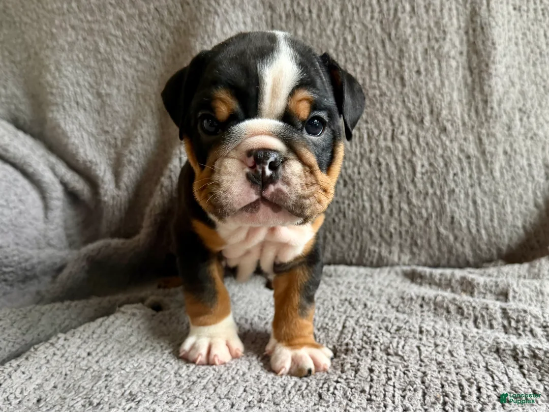 English Bulldog dogs for sale: Oscar - Ad 2