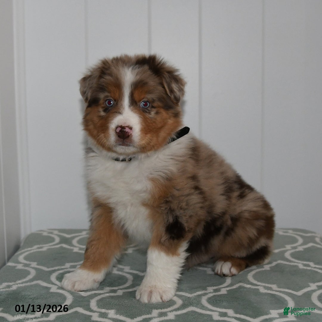 Australian Shepherd dogs for sale: Lance - Ad 1