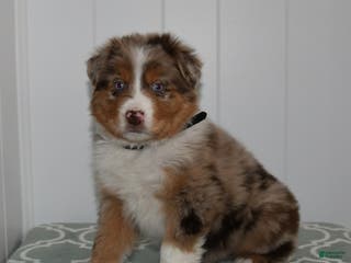 Australian Shepherd dogs Lance - Ad 14