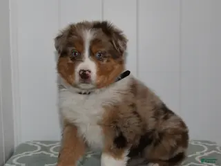 Australian Shepherd dogs Lance - Ad 34