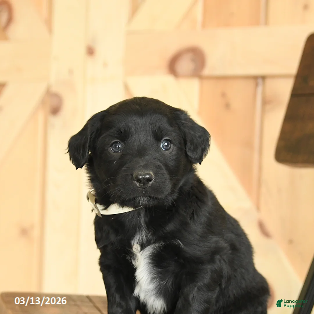 Mixed Breed dogs for sale: Randy - Ad 5