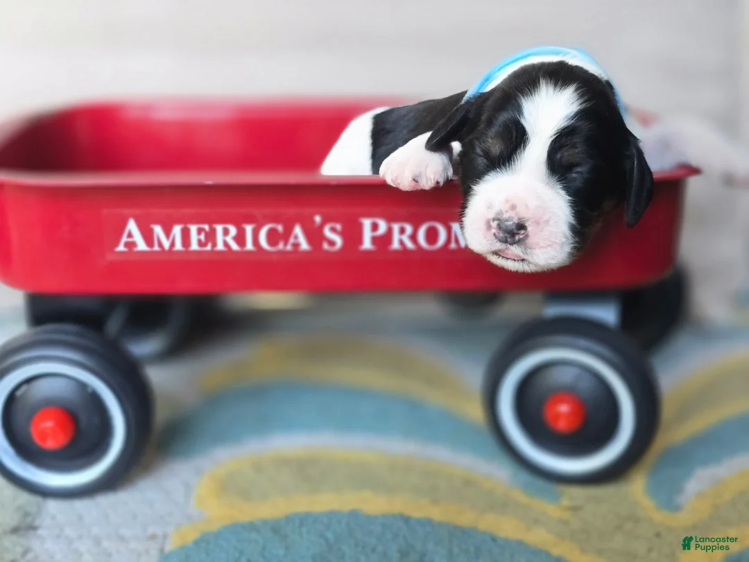 English Springer Spaniel dogs for sale: Marshal  - Ad 1