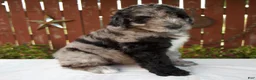 Giant Schnoodle dogs for sale: Micah - Ad 3