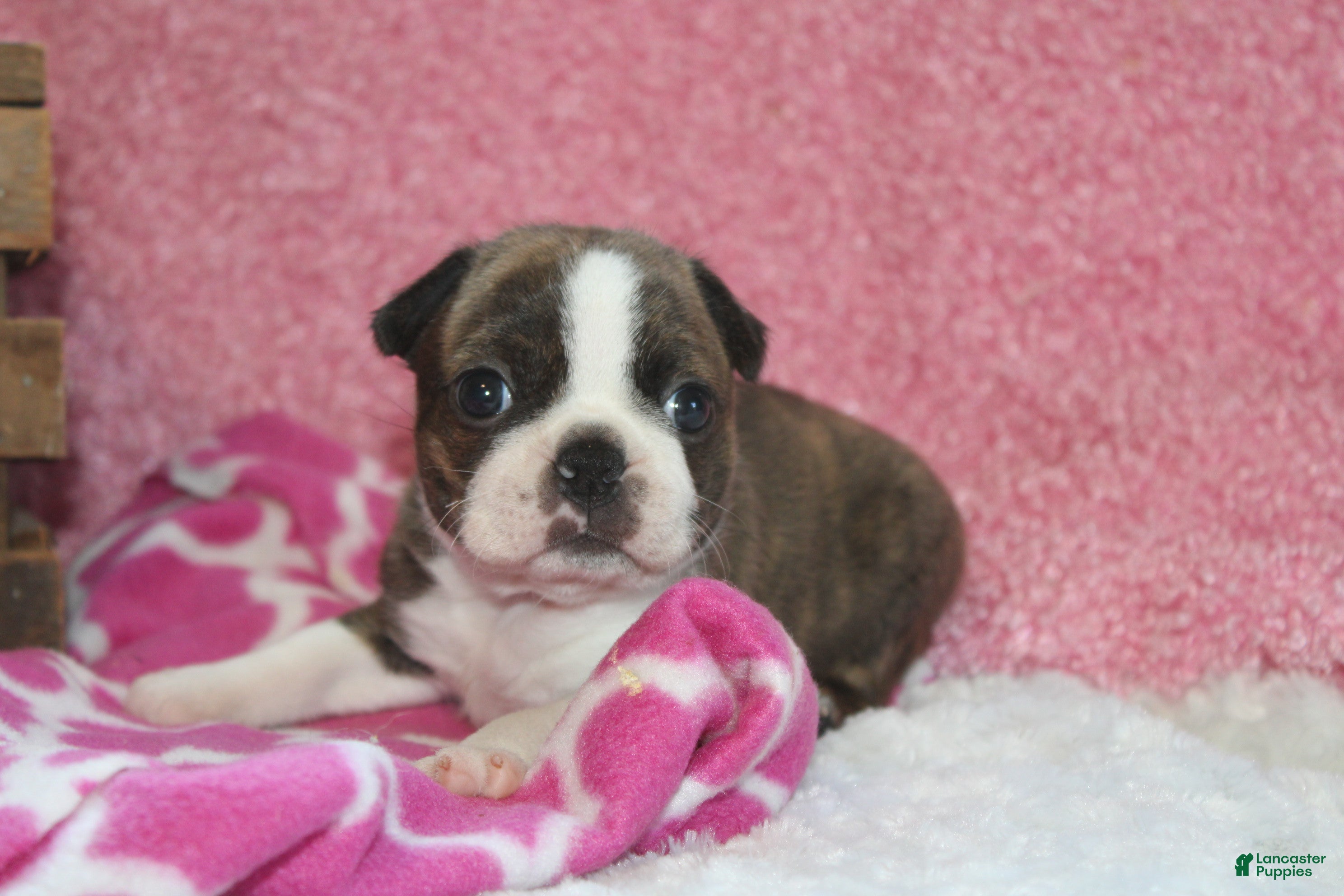 Boston Terrier dogs GALA   *AKC* - Ad 1