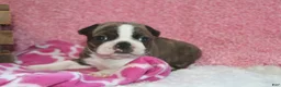 Boston Terrier dogs for sale: GALA   *AKC* - Ad 1