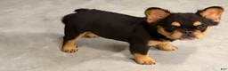 French Bulldog dogs for sale: French Bulldog Puppy 4 - Ad 2