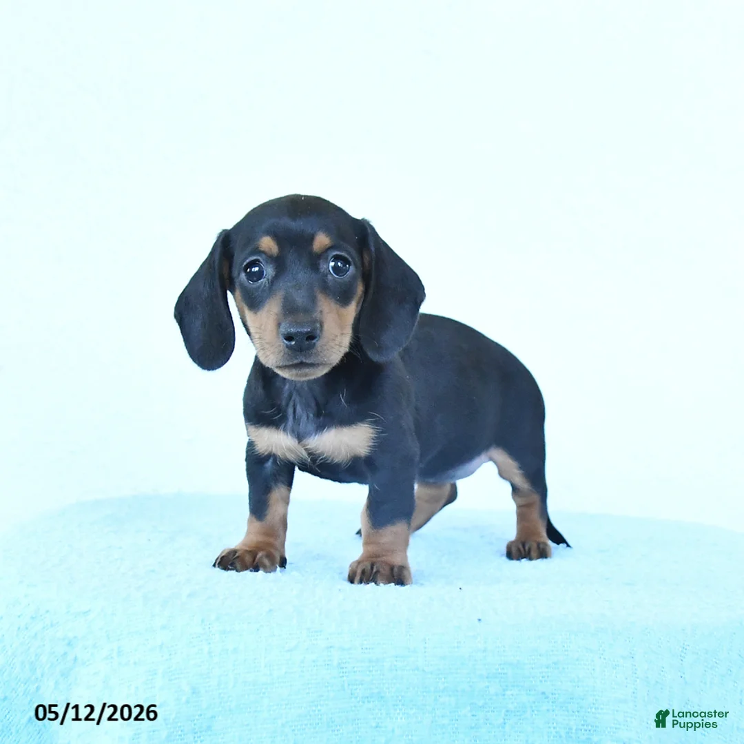Miniature Dachshund dogs for sale: Satin - Ad 2