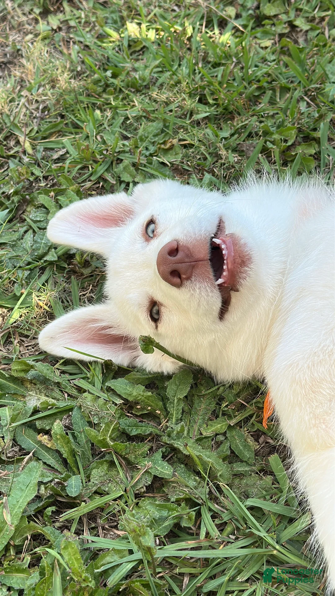 Siberian Husky dogs for sale: Siberian Husky 1 - Ad 1
