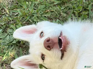 Siberian Husky dogs Siberian Husky 1 - Ad 1