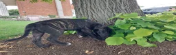 English Mastiff dogs for sale: Millie - Ad 3