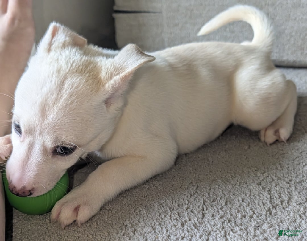 Pitsky dogs Stella - Ad 2