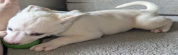 Pitsky dogs for sale: Stella - Ad 7