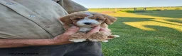 Mini Goldendoodle dogs for sale: Rufus - Ad 4