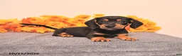 Miniature Dachshund dogs for sale: Ralph - Ad 3