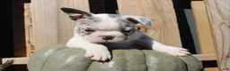 Mixed Breed dogs for sale: Nash - Ad 3