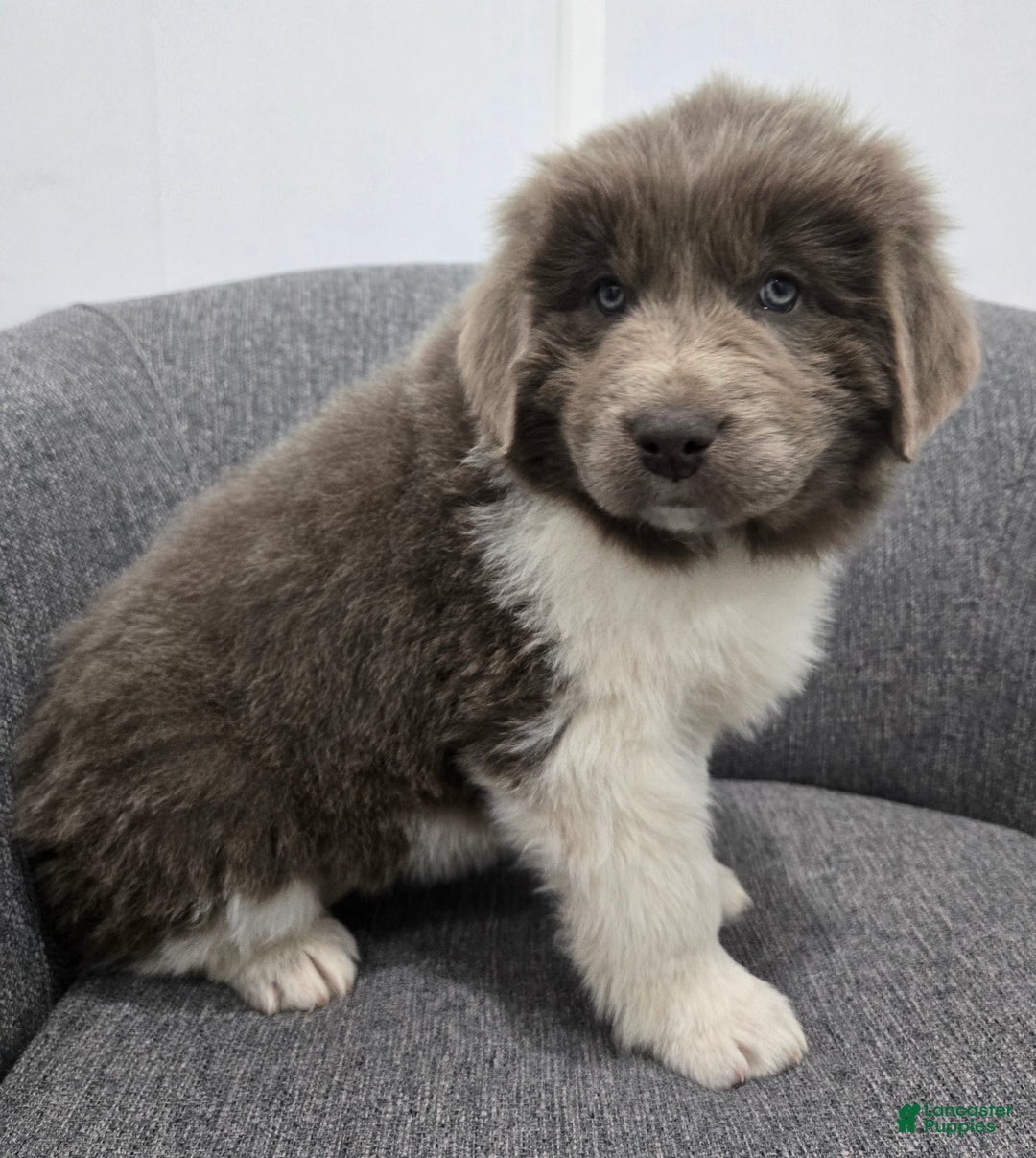 Newfoundland dogs for sale: Bella - Ad 3