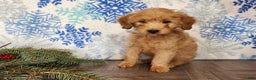Mini Goldendoodle dogs for sale: Reno - Ad 3
