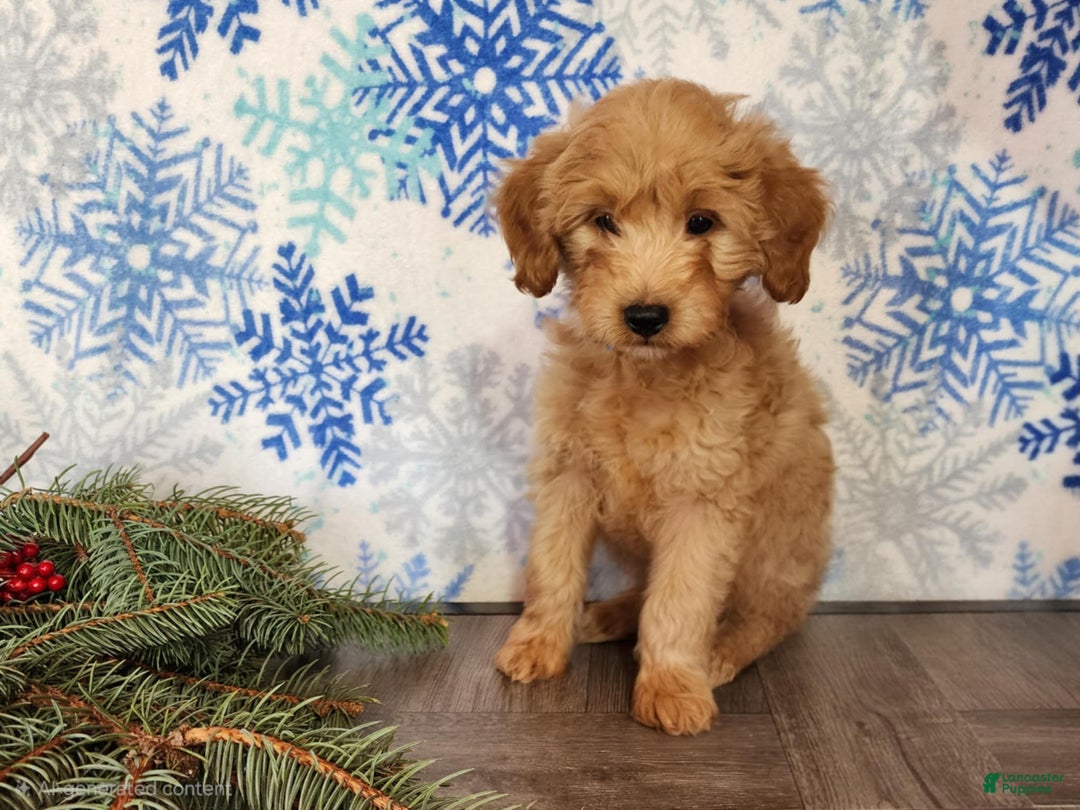 Mini Goldendoodle dogs for sale: Reno - Ad 3