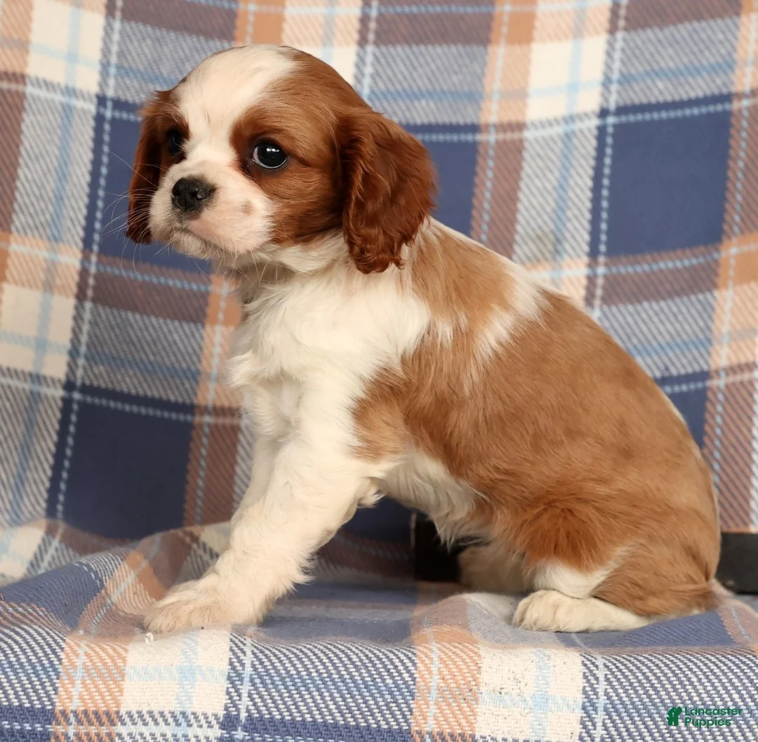 Cavalier King Charles Spaniel dogs for sale: Crystal - Ad 3