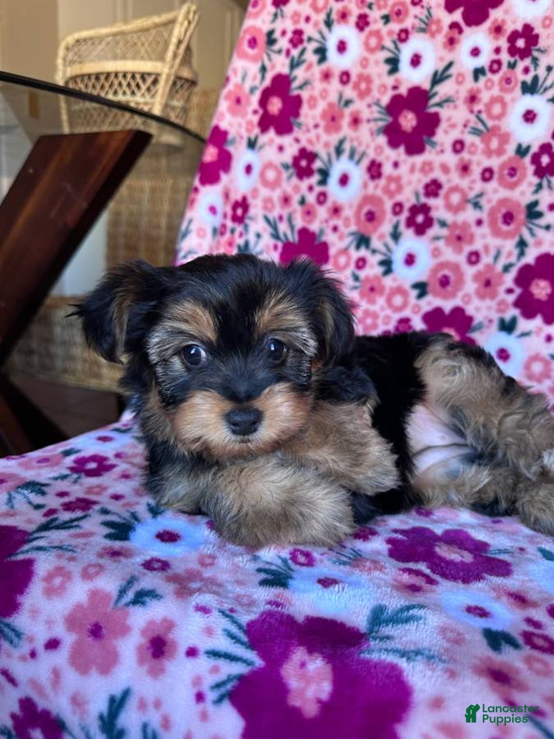 Gallery Image {{count}}