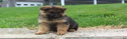 German Shepherd dogs for sale: Elvis - Ad 5